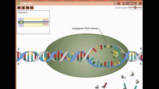 Biologie - Proteinbiosynthese - Transkription (Neu)
