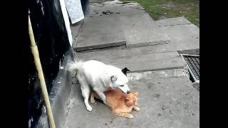 dog having sex with cat.Тварини.Секс.Оргія.Порно.
