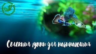 Селекция гуппи для начинающих