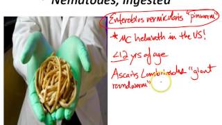 USMLE Review - Micro (Parasites)