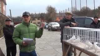 Иранские высоколетные игровые голуби.Стандарт породы