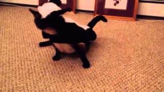 Bam's skunk costume