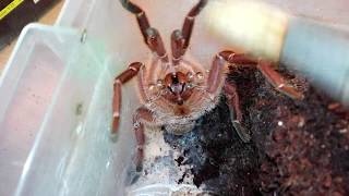 Thork's Birdeaters. Pelenobius Muticus Adult Male Stridulating.