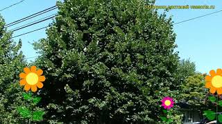 Липа сердцелистная Гринспайер. Краткий обзор, описание характеристик tilia cordata Greenspire