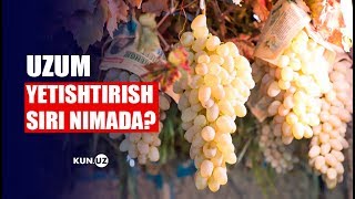 Oltiariqda qishda ham tokdan uzum uzib yeysiz