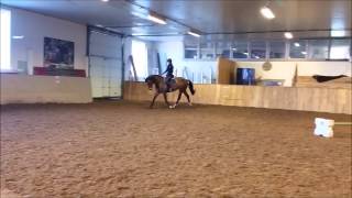 Fin spranghest til salgs