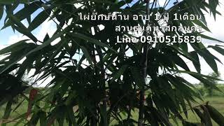 ไผ่ยักษ์น่าน สกลนคร อายุ1ปี 1เดือน ทางสวนค่อยๆขยายพันธุ์ปลูกขยาย