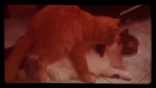 RCU House of Cats Cookie's in heat ( day 2 ) Mating successful part 3
