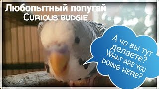 Ну очень любопытный волнистый попугай | Very curious budgie [funny, прикол, для детей]
