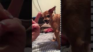 I am angry dog. Aš piktas šuo.