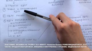 Билет 013. РОМБОВИДНЫЙ МОЗГ, ЕГО ЧАСТИ. ПРОДОЛГОВАТЫЙ МОЗГ. МЕДИАЛЬНАЯ ПЕТЛЯ.