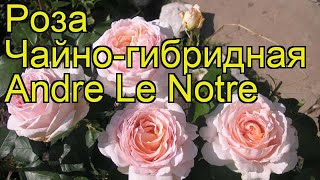 Роза чайно-гибридная АндрЭ лё нотр. Краткий обзор, описание характеристик Alec's Red