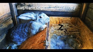 Первый окрол в 2019 году // Жизнь в деревне!!!