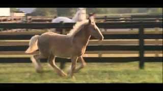 Villa Vanners Aspen Filly