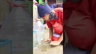 IKAN TENGGELAM -KEPOMPONG BALON #shortsfeed #shortsvideo #shortvideo #shorts #short #fyp #fypシ #for