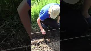 Посадка мускатной тыквы по технологии Гордеевых #Shorts