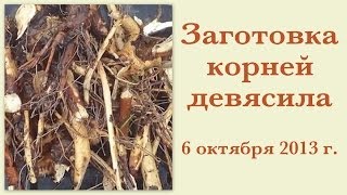 Заготовка корней девясила 6 октября 2013