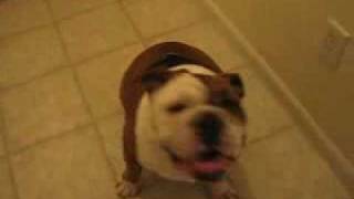 Hurr Durr Dog