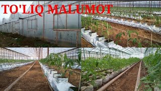 TEPLITSA HAQIDA TOLIQ MALUMOT. Pamidor Yetishtirish