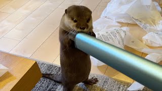 カワウソと猫と飼い主の初めての共同作業！ First collaboration between an otter, a cat, and their owner!