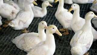 TARO, DUCK & DAIRY FARMING - RURAL FIJI