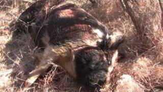 Texas Hog Hunting with Dogs