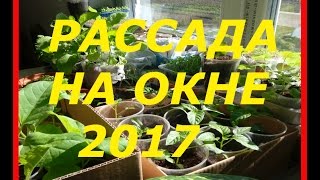 РАССАДА НА ПОДОКОННИКЕ В АПРЕЛЕ 2017 ! ОГОРОДНОЕ БЕЗУМИЕ !