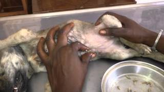 A Mangoworm puppy: Starring Fatou, Neo & Lucas!