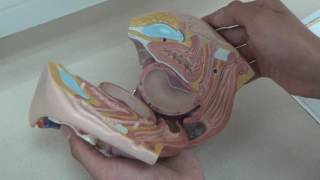 anatomia vulva