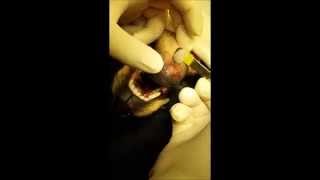 DISJUNÇÃO EM SÍNFISE MANDIBULAR