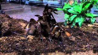 T stirmi Pairing Burgundy Goliath Birdeater
