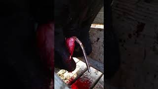 Castration