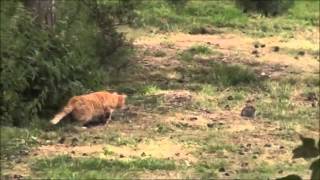 Кот охотится на кролика