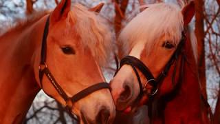 Haflinger Manchester in 6 maanden tijd.