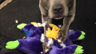 Andrei "The Pit Bull" Arlovski vs Anthony "Rumble" Johnson Video Blog 3: First Day of Camp