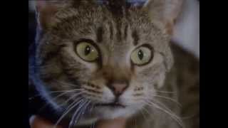 BBC Koshki 1 2002 XviD DVDRip