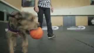 YMCA Kids vs. Dogs Basketball Face Off - 2014 Purina® Pro Plan Incredible Dog Challenge