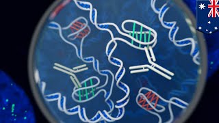 Scientists find just found the i-motif, a new DNA structure - TomoNews