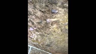 Horse poo
