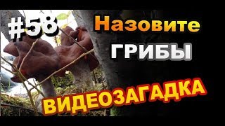 Грибники назовите грибы / Видео загадка #58 / Загадки Sekretmastera
