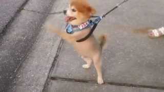 ❊▹Rocky the cute Pomeranian after haircut❊▹HD