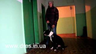 Дрессировка собаки дома - как правильно заходить в лифт и в двери