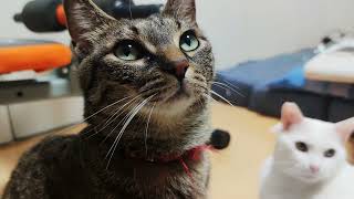 猫 あざとい姿勢と顔で構って欲しがりさんなんですよ