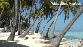 White Shell Maafushi - Maldives