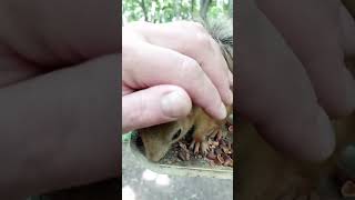 Эту белку хочется гладить / This squirrel wants to be stroked