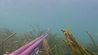 Pescasub: Due orate nel torbido!