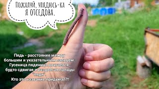Очень капризная актриса чуть не сорвала съёмки. Кто лучше играет веточку: она или совы сплюшки?