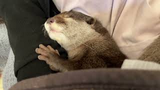 猫から隠れながら、隙を見つけ眠りに入るカワウソ otter hiding from a cat, finding an opening to go to sleep.
