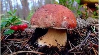Поход за грибами (На природе в Коми! 2015)