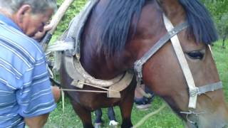 how to put the horse to the cart  \ как запрячь коня